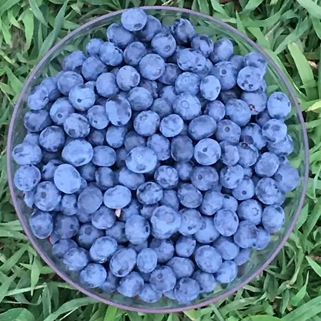 Quinta Do Santinho Amarante