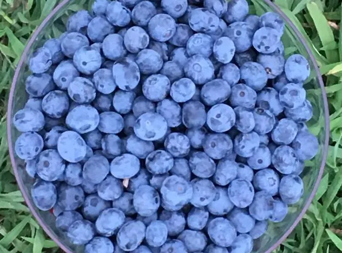 Quinta Do Santinho Amarante